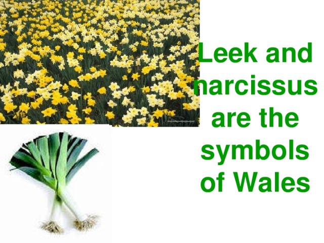 Leek and narcissusare the symbols of Wales