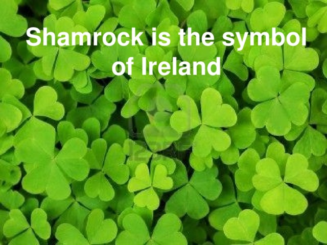 Shamrock is the symbol of Ireland