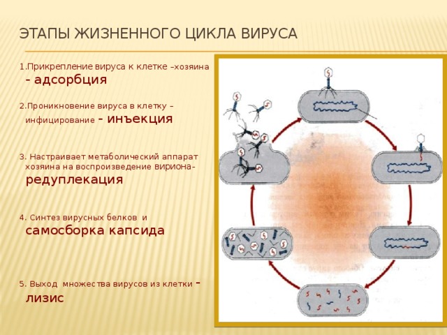 Этапы жизненного цикла вируса   1.Прикрепление вируса к клетке –хозяина - адсорбция 2.Проникновение вируса в клетку – инфицирование - инъекция 3. Настраивает метаболический аппарат хозяина на воспроизведение вириона- редуплекация 4. Синтез вирусных белков и самосборка капсида 5. Выход множества вирусов из клетки - лизис