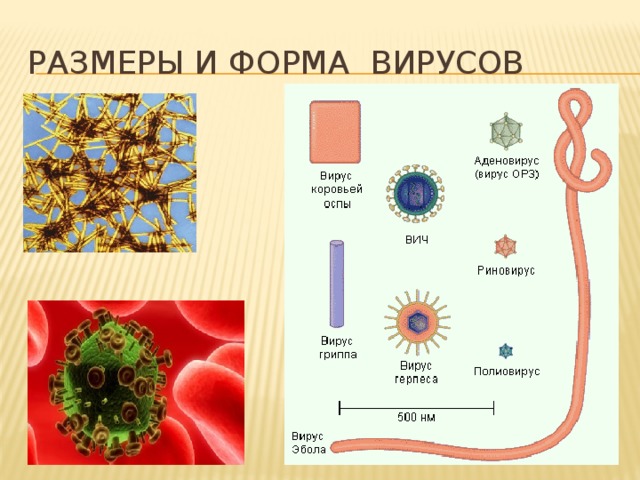 Вирусы биология задания. Формы вирусов. Формы вирусов биология. Разнообразие вирусов по форме. Формы и Размеры вирусов.