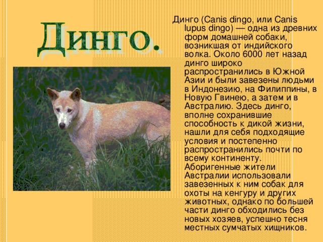 Динго (Canis dingo, или Canis lupus dingo) — одна из древних форм домашней собаки, возникшая от индийского волка. Около 6000 лет назад динго широко распространились в Южной Азии и были завезены людьми в Индонезию, на Филиппины, в Новую Гвинею, а затем и в Австралию. Здесь динго, вполне сохранившие способность к дикой жизни, нашли для себя подходящие условия и постепенно распространились почти по всему континенту. Аборигенные жители Австралии использовали завезенных к ним собак для охоты на кенгуру и других животных, однако по большей части динго обходились без новых хозяев, успешно тесня местных сумчатых хищников. 