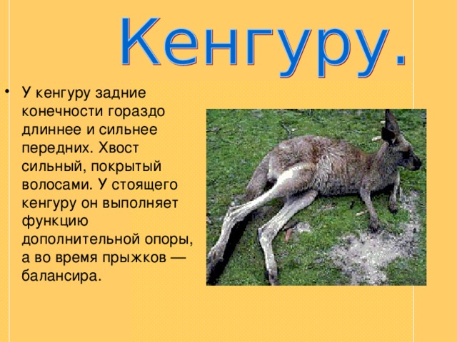 Презентация о кенгуру 7 класс