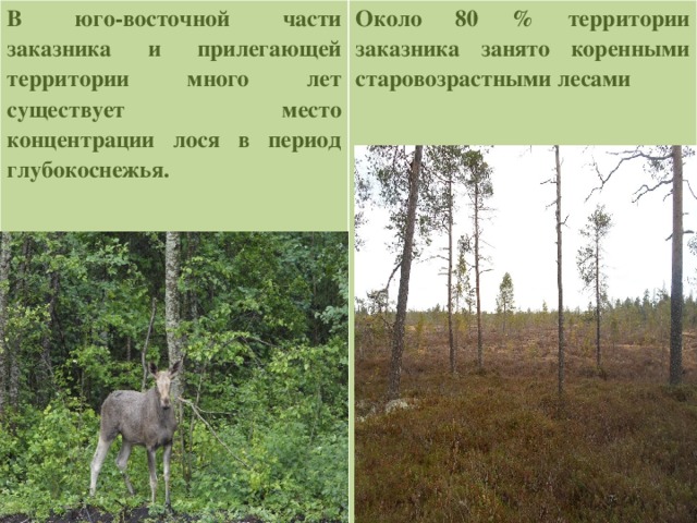 В юго-восточной части заказника и прилегающей территории много лет существует место концентрации лося в период глубокоснежья.  Около 80 % территории заказника занято коренными старовозрастными лесами                             