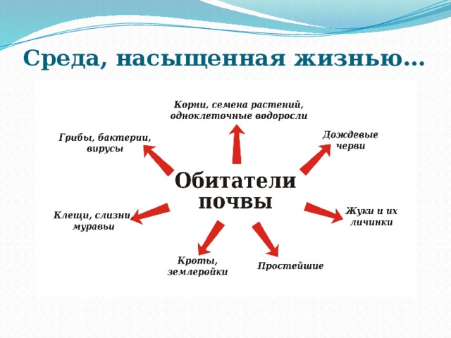 Среда, насыщенная жизнью… 
