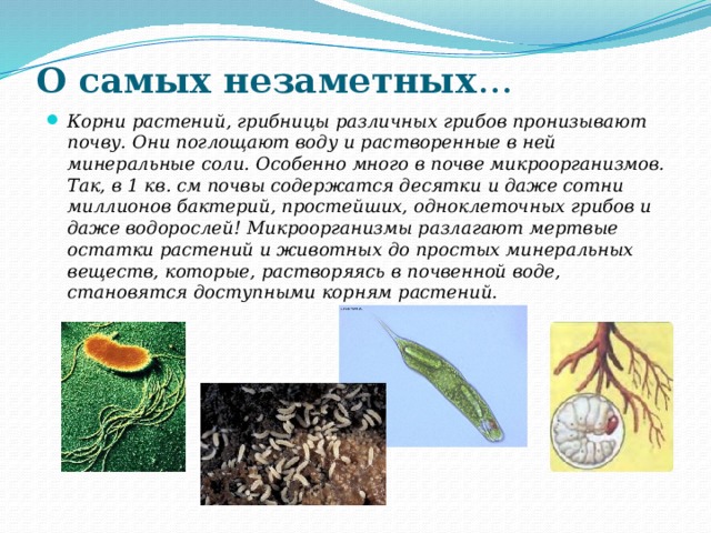 О самых незаметных … Корни растений, грибницы различных грибов пронизывают почву. Они поглощают воду и растворенные в ней минеральные соли. Особенно много в почве микроорганизмов. Так, в 1 кв. см почвы содержатся десятки и даже сотни миллионов бактерий, простейших, одноклеточных грибов и даже водорослей! Микроорганизмы разлагают мертвые остатки растений и животных до простых минеральных веществ, которые, растворяясь в почвенной воде, становятся доступными корням растений. 
