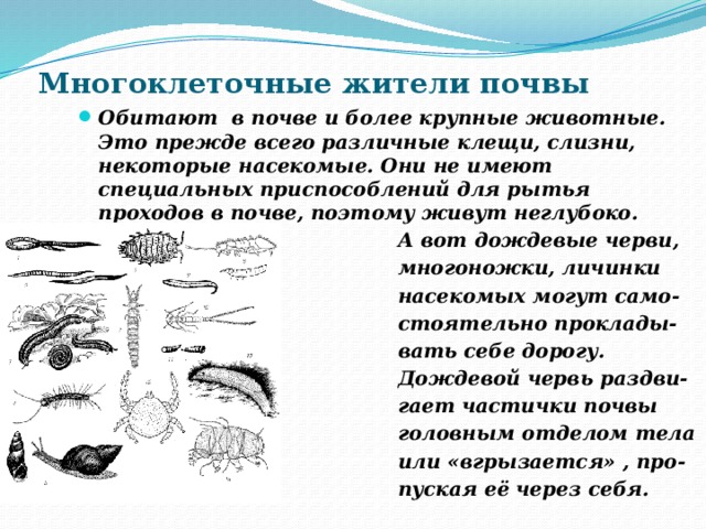 Многоклеточные жители почвы Обитают в почве и более крупные животные. Это прежде всего различные клещи, слизни, некоторые насекомые. Они не имеют специальных приспособлений для рытья проходов в почве, поэтому живут неглубоко.  А вот дождевые черви,  многоножки, личинки  насекомых могут само-  стоятельно проклады-  вать себе дорогу.  Дождевой червь раздви-  гает частички почвы  головным отделом тела  или «вгрызается» , про-  пуская её через себя. 