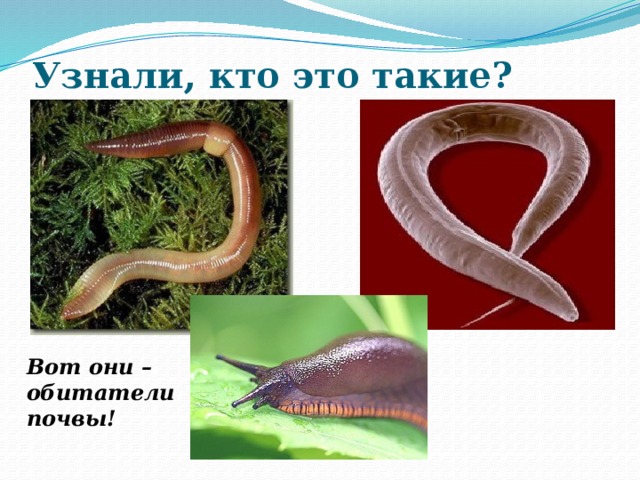 Узнали, кто это такие? Вот они – обитатели почвы! Вот они – обитатели почвы!  