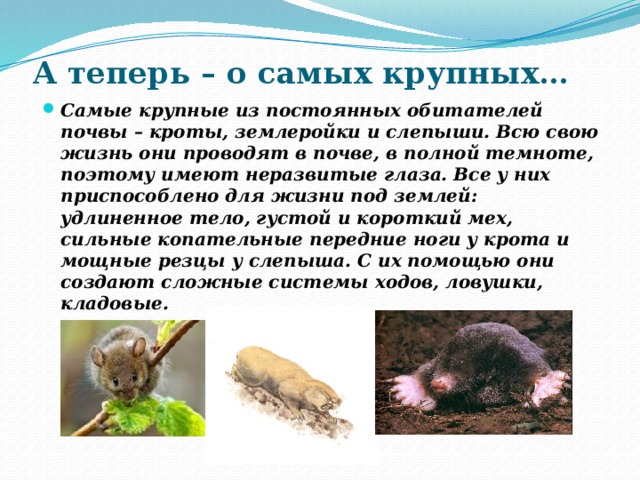 А теперь – о самых крупных… Самые крупные из постоянных обитателей почвы – кроты, землеройки и слепыши. Всю свою жизнь они проводят в почве, в полной темноте, поэтому имеют неразвитые глаза. Все у них приспособлено для жизни под землей: удлиненное тело, густой и короткий мех, сильные копательные передние ноги у крота и мощные резцы у слепыша. С их помощью они создают сложные системы ходов, ловушки, кладовые. 