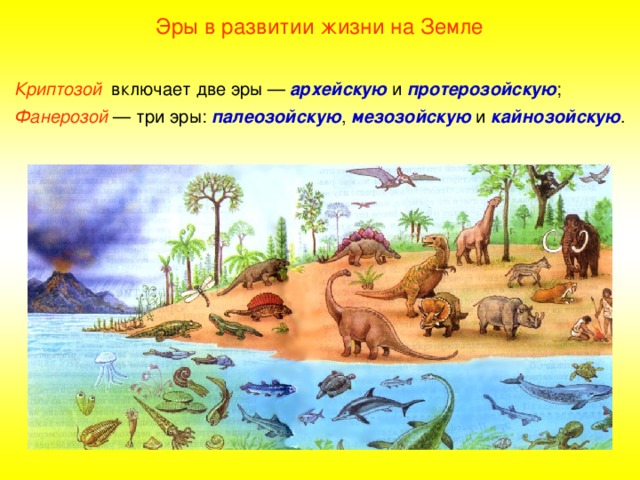 Эры в развитии жизни на Земле Криптозой включает две эры — архейскую и протерозойскую ; Фанерозой  — три эры: палеозойскую , мезозойскую и кайнозойскую . 