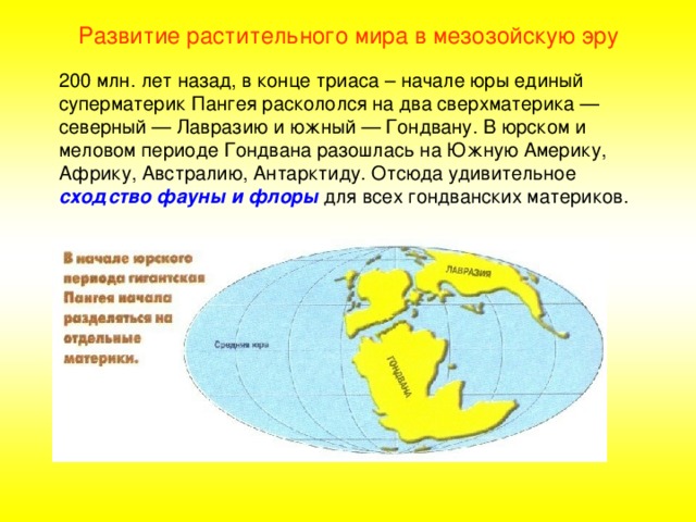 Развитие растительного мира в мезозойскую эру 200 млн. лет назад, в конце триаса – начале юры единый суперматерик Пангея раскололся на два сверхматерика — северный — Лавразию и южный — Гондвану. В юрском и меловом периоде Гондвана разошлась на Южную Америку, Африку, Австралию, Антарктиду. Отсюда удивительное сходство фауны и флоры для всех гондванских материков. 