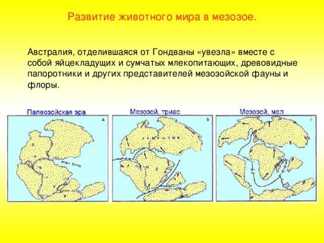 Развитие  животного мира в мезозое. Австралия, отделившаяся от Гондваны «увезла» вместе с собой яйцекладущих и сумчатых млекопитающих, древовидные папоротники и других представителей мезозойской фауны и флоры. 