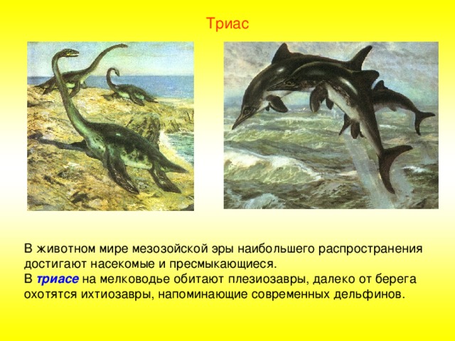 Триас В животном мире мезозойской эры наибольшего распространения достигают насекомые и пресмыкающиеся. В триасе на мелководье обитают плезиозавры, далеко от берега охотятся ихтиозавры, напоминающие современных дельфинов. 