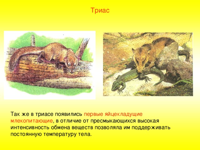 Триас Так же в триасе появились первые яйцекладущие млекопитающие , в отличие от пресмыкающихся высокая интенсивность обмена веществ позволяла им поддерживать постоянную температуру тела. 
