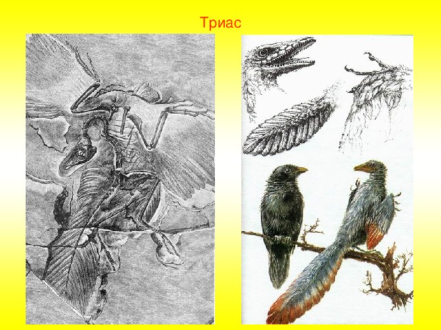 Триас 