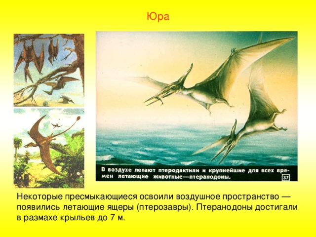 Юра Некоторые пресмыкающиеся освоили воздушное пространство — появились летающие ящеры (птерозавры). Птеранодоны достигали в размахе крыльев до 7 м. 
