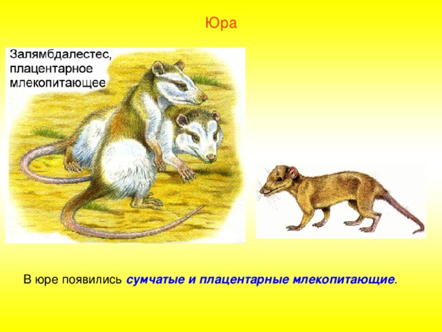 Юра В юре появились сумчатые и плацентарные млекопитающие . 