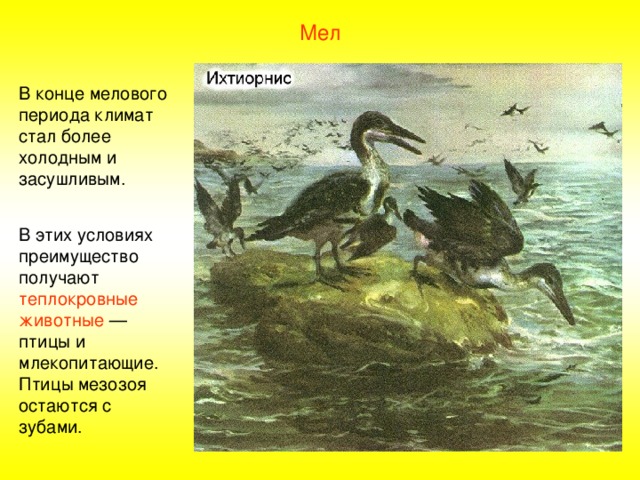 Мел В конце мелового периода климат стал более холодным и засушливым. В этих условиях преимущество получают теплокровные животные — птицы и млекопитающие. Птицы мезозоя остаются с зубами. 