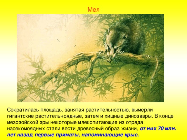 Мел Сократилась площадь, занятая растительностью, вымерли гигантские растительноядные, затем и хищные динозавры. В конце мезозойской эры некоторые млекопитающие из отряда насекомоядных стали вести древесный образ жизни, от них 70 млн. лет назад первые приматы, напоминающие крыс. 