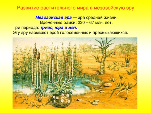 Развитие растительного мира в мезозойскую эру Мезозойская эра — эра средней жизни. Временные рамки: 230 – 67 млн. лет. Три периода: триас, юра и мел. Эту эру называют эрой голосеменных и пресмыкающихся. 