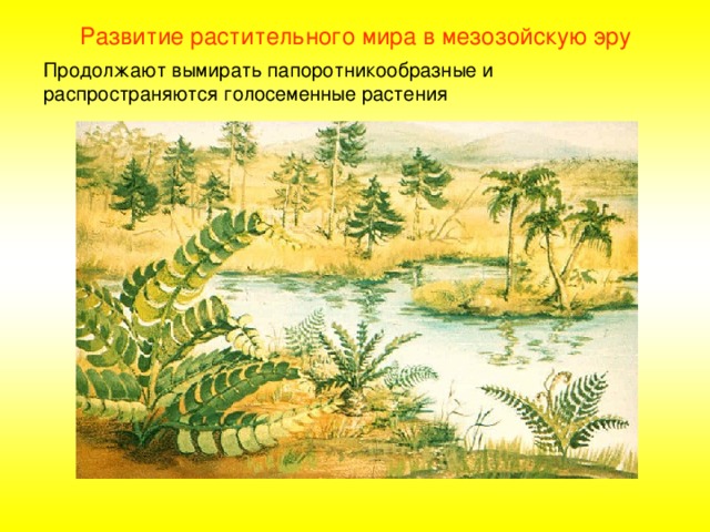 Развитие растительного мира в мезозойскую эру Продолжают вымирать папоротникообразные и распространяются голосеменные растения 