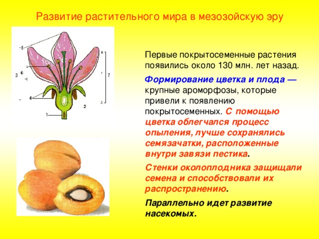 Развитие растительного мира в мезозойскую эру Первые покрытосеменные растения появились около 130 млн. лет назад. Формирование цветка и плода — крупные ароморфозы, которые привели к появлению покрытосеменных. С помощью цветка облегчался процесс опыления, лучше сохранялись семязачатки, расположенные внутри завязи пестика . Стенки околоплодника защищали семена и способствовали их распространению . Параллельно идет развитие насекомых. 