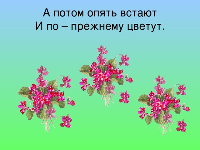 А потом опять встают  И по – прежнему цветут. 