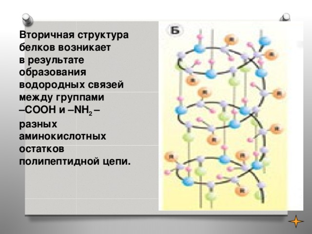 Вторичная структура белков возникает  в результате образования водородных связей между группами  –COOH и –NH 2 – разных аминокислотных остатков полипептидной цепи.  