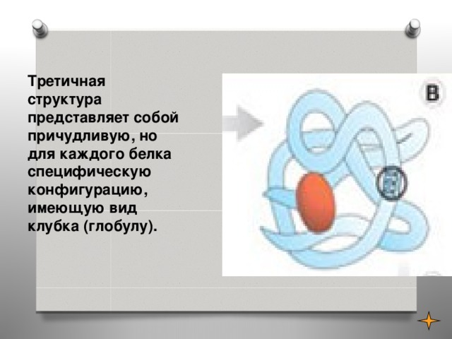  Третичная структура представляет собой причудливую, но для каждого белка специфическую конфигурацию, имеющую вид клубка (глобулу).  