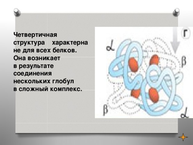  Четвертичная структура  характерна не для всех белков. Она возникает  в результате соединения нескольких глобул  в сложный комплекс.  