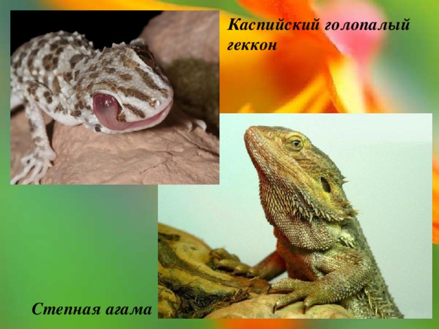 Каспийский голопалый геккон Степная агама 