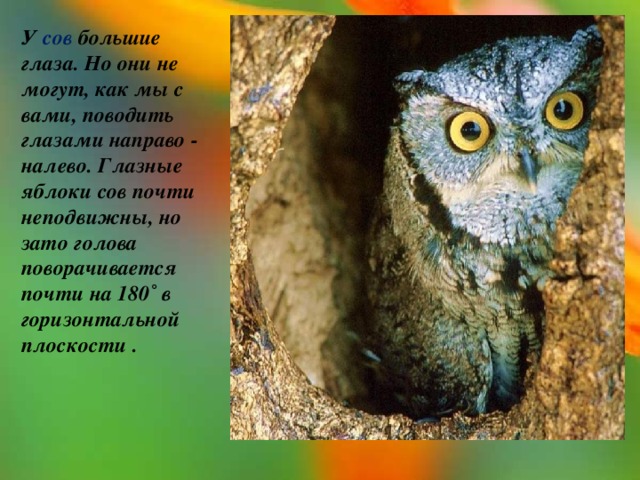 У сов большие глаза. Но они не могут, как мы с вами, поводить глазами направо - налево. Глазные яблоки сов почти неподвижны, но зато голова поворачивается почти на 180˚ в горизонтальной плоскости . 