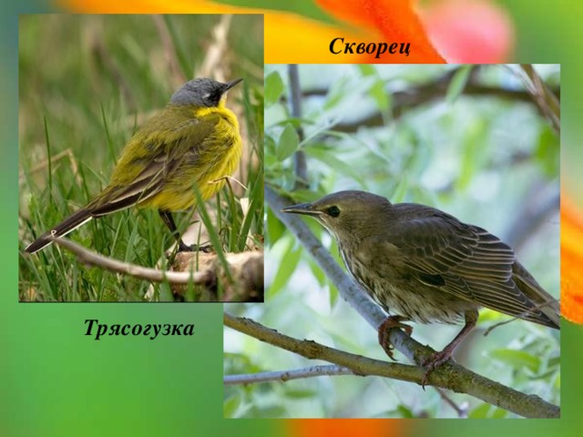 Скворец Трясогузка 