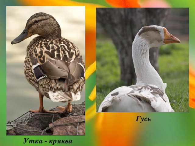 Гусь Утка - кряква 