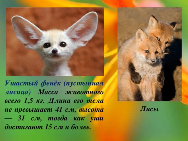 Ушастый фенёк (пустынная лисица) Масса животного всего 1,5 кг. Длина его тела не превышает 41 см, высота — 31 см, тогда как уши достигают 15 см и более. Лисы 