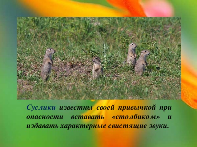 Суслики известны своей привычкой при опасности вставать «столбиком» и издавать характерные свистящие звуки. 