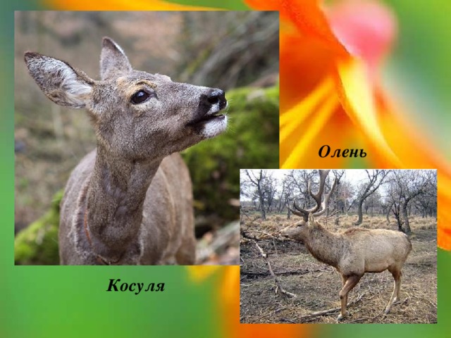 Олень Косуля 