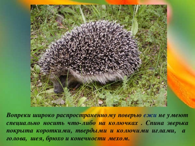Вопреки широко распространенному поверью ежи не умеют специально носить что-либо на колючках . Спина зверька покрыта короткими, твердыми и колючими иглами, а голова, шея, брюхо и конечности мехом.  