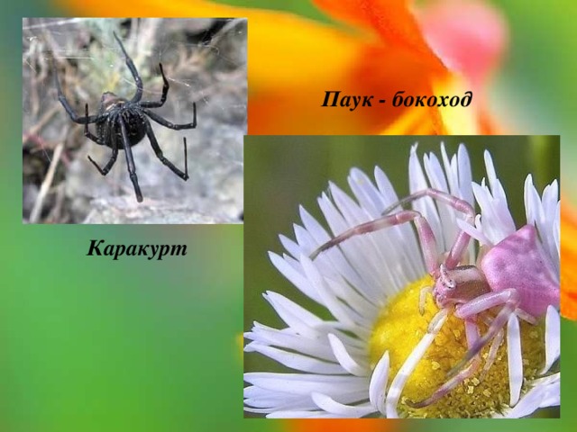 Паук - бокоход Каракурт 