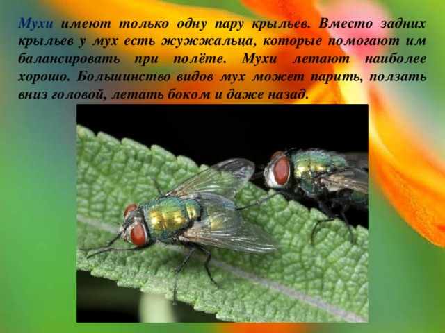 Мухи имеют только одну пару крыльев. Вместо задних крыльев у мух есть жужжальца, которые помогают им балансировать при полёте. Мухи летают наиболее хорошо. Большинство видов мух может парить, ползать вниз головой, летать боком и даже назад. 