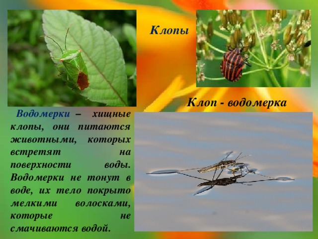 Клопы Клоп - водомерка  Водомерки – хищные клопы, они питаются животными, которых встретят на поверхности воды. Водомерки не тонут в воде, их тело покрыто мелкими волосками, которые не смачиваются водой. 