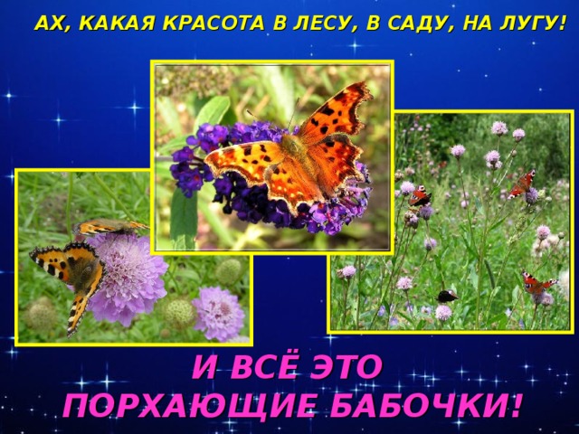 АХ, КАКАЯ КРАСОТА В ЛЕСУ, В САДУ, НА ЛУГУ! И ВСЁ ЭТО ПОРХАЮЩИЕ БАБОЧКИ!