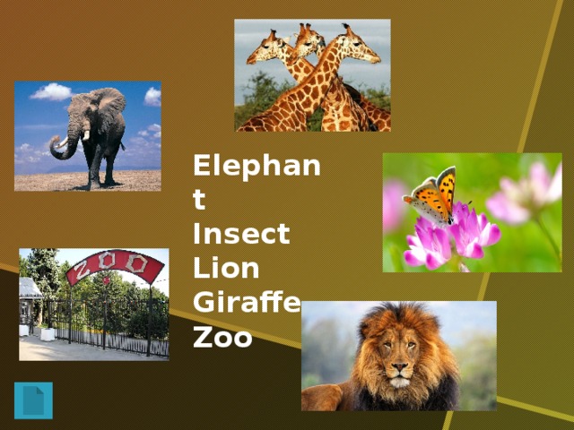 Elephant Insect Lion Giraffe Zoo