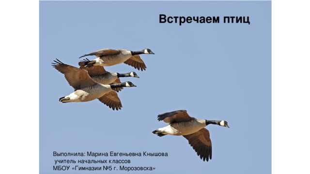 Встречаем птиц Выполнила: Марина Евгеньевна Кнышова  учитель начальных классов МБОУ «Гимназии №5 г. Морозовска» 