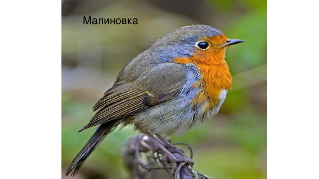 Малиновка 