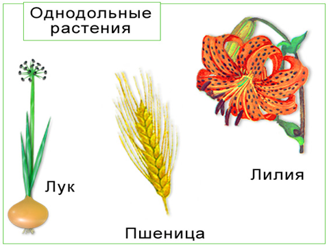 Урок 6: Систематика растений - 100urokov.ru