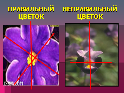 Как выглядит неправильный цветок Презентация к уроку по теме "Цветок".