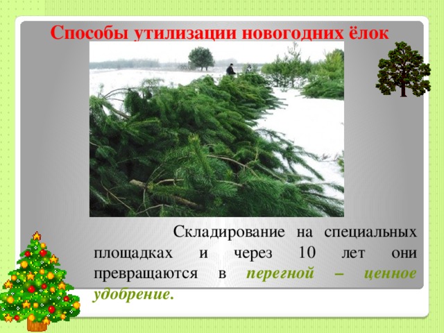 Способы утилизации новогодних ёлок  Складирование на специальных площадках и через 10 лет они превращаются в перегной – ценное удобрение. 