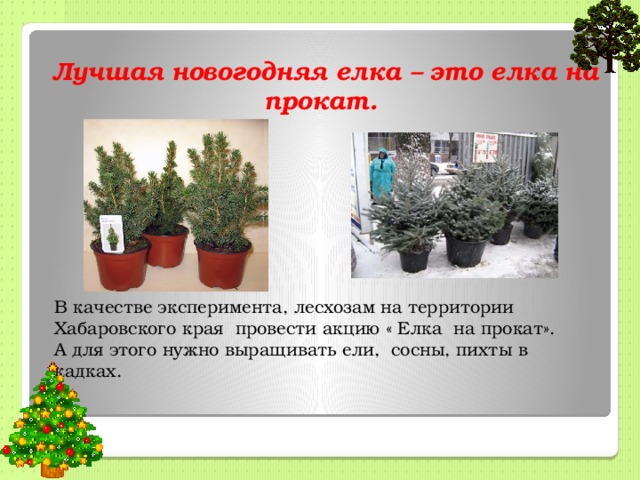 Лучшая новогодняя елка – это елка на прокат.  В качестве эксперимента, лесхозам на территории Хабаровского края провести акцию « Елка на прокат». А для этого нужно выращивать ели, сосны, пихты в кадках. 