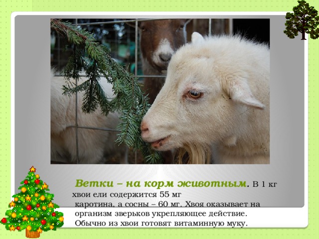  Ветки – на корм животным . В 1 кг хвои ели содержится 55 мг  каротина, а сосны – 60 мг. Хвоя оказывает на  организм зверьков укрепляющее действие.  Обычно из хвои готовят витаминную муку. 