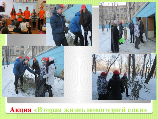 Акция «Вторая жизнь новогодней елки» 
